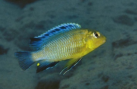 Tropheops sp. 'yellow gular' Ntekete